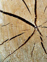 De kwaliteit van een houten vloer verschilt van boom tot boom, van vloer tot vloer
